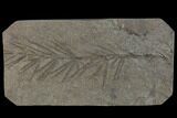 Fossil Pennsylvanian Horsetail (Asterophyllites) - France #114621-1
